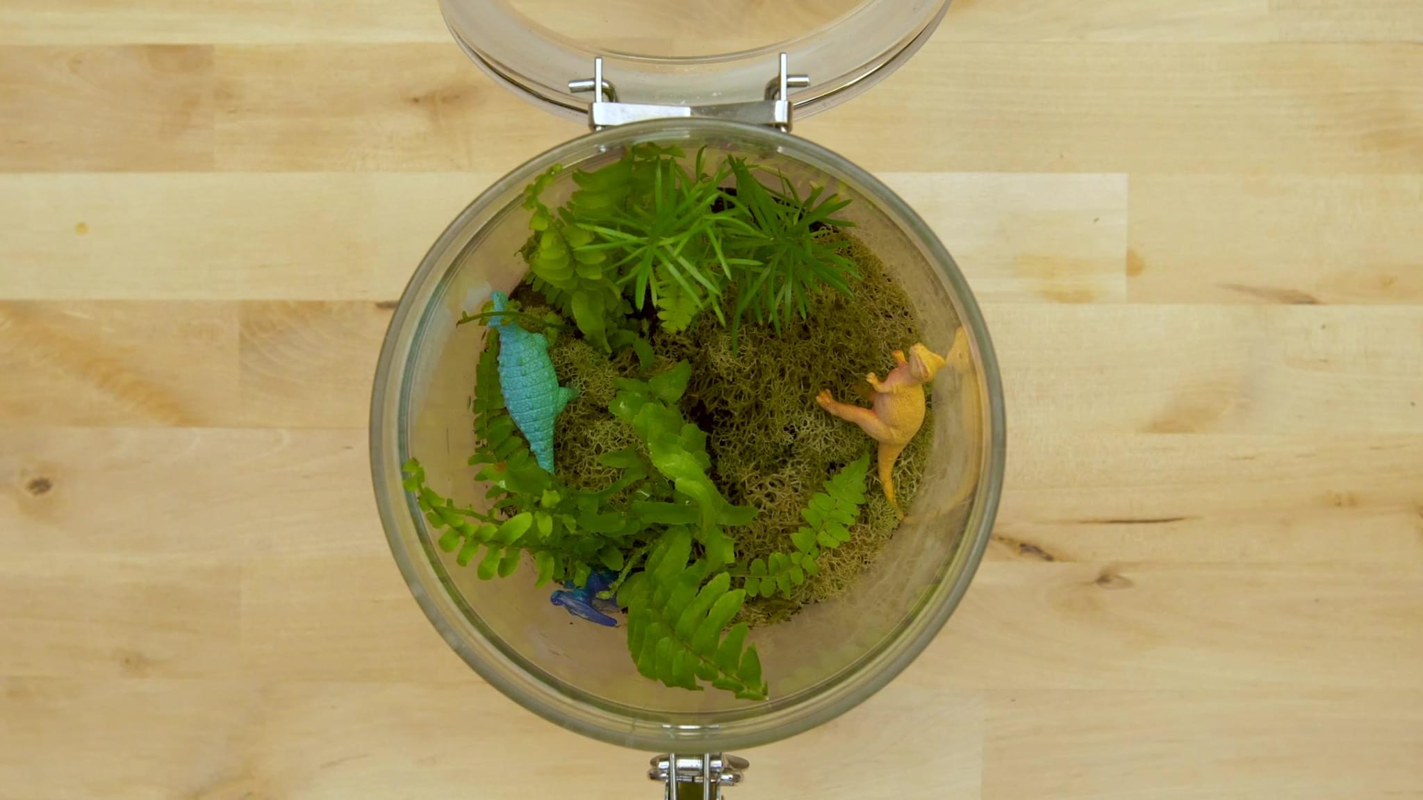 How to Make a Terrarium DIY